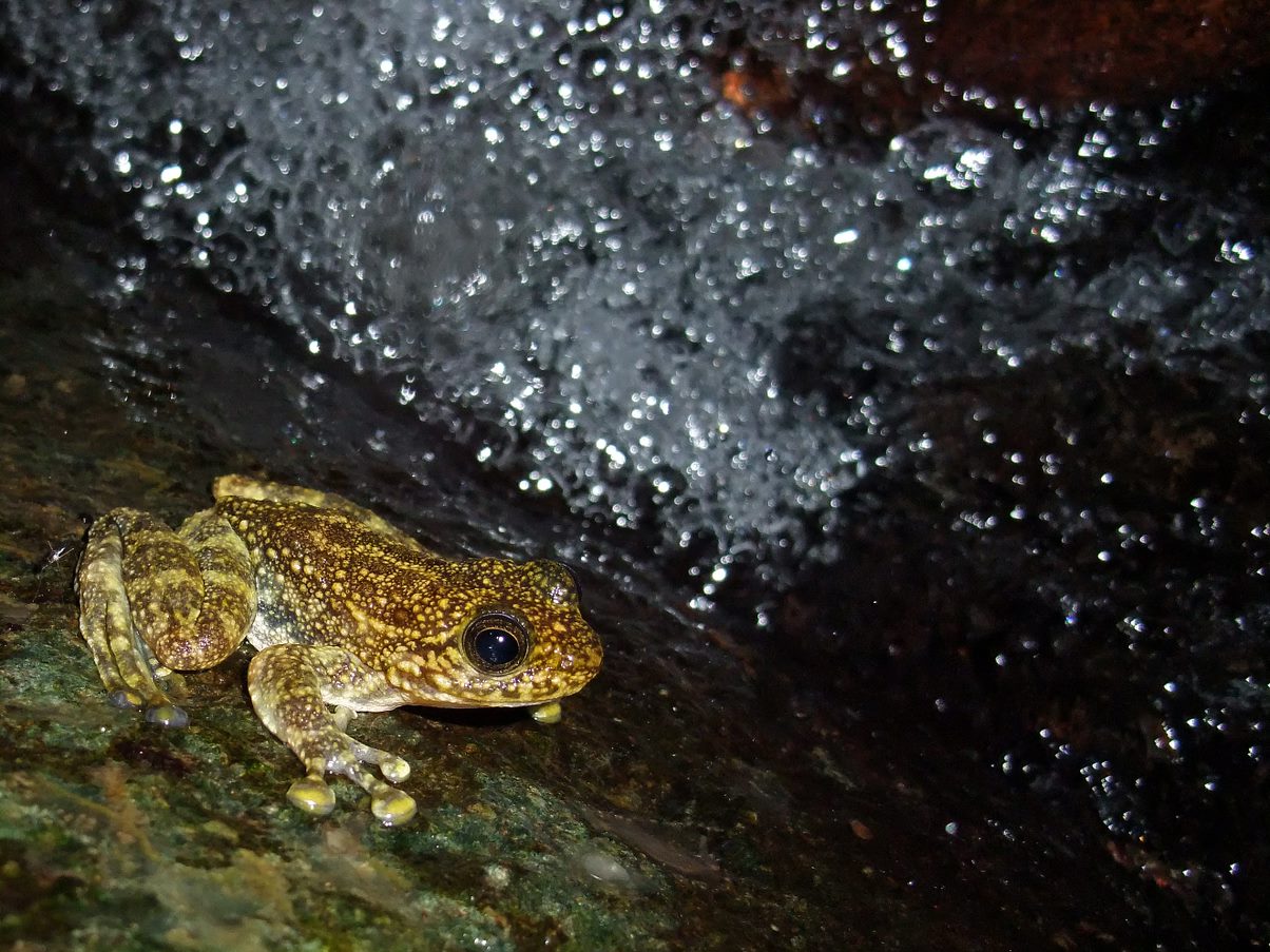 Hong Kong cascade frog